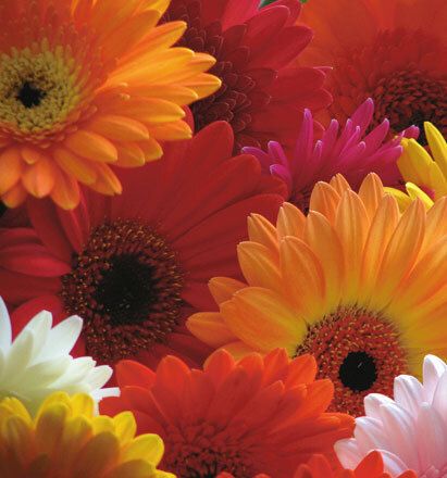 7052 mini kvadratisk 20-pakk