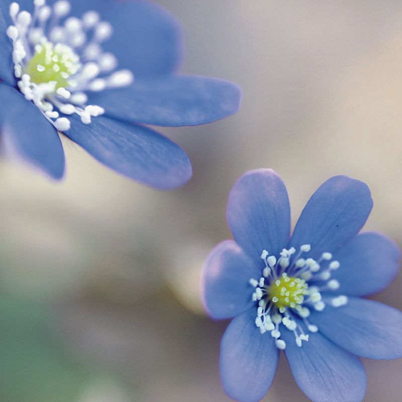 7038 mini kvadratisk 20-pakk