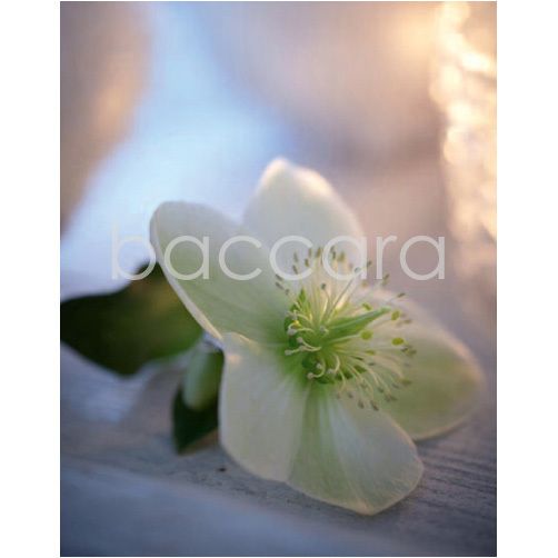 5018 mini 9.2 x 7.2 cm 20-pakk