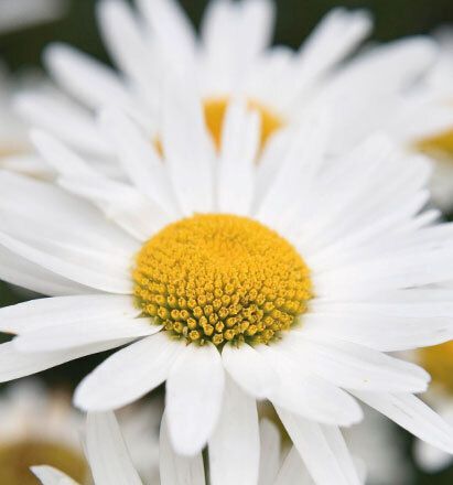 7008 mini kvadratisk 20-pakk