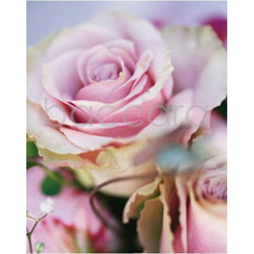 4062 mini Finn Schj�ll 20-pakk