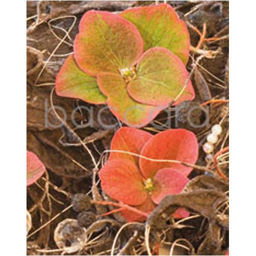 4029 mini Kristin Voreland 20-pakk