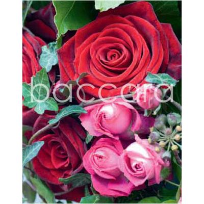 4106 mini 20-pakk