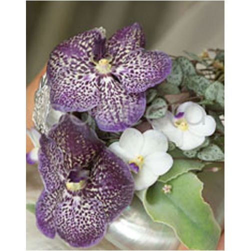 4082 mini Tomas De Bruyne 20-pakk