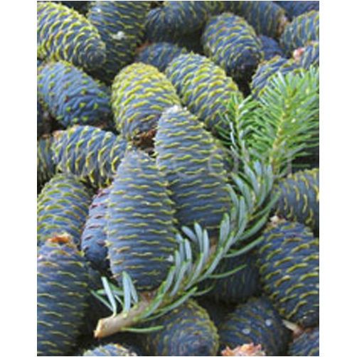 4022 mini Stein Are 20-pakk