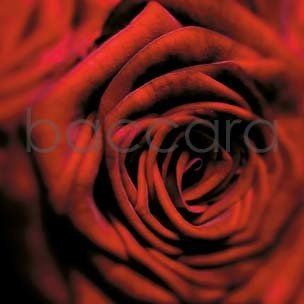 Flowers 4 you 12x12 cm