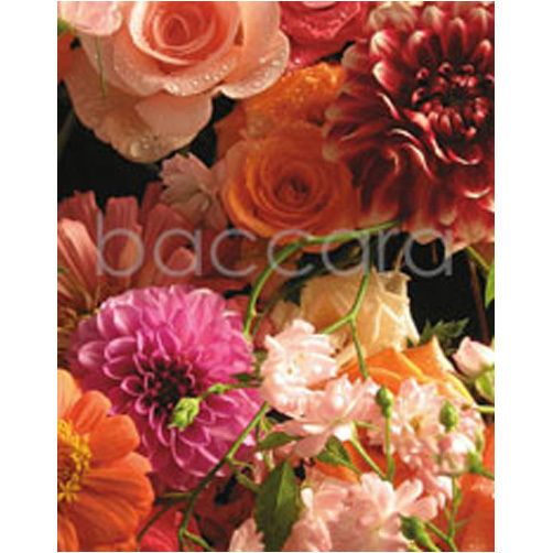 4044 mini Linda Johnsen 20-pakk