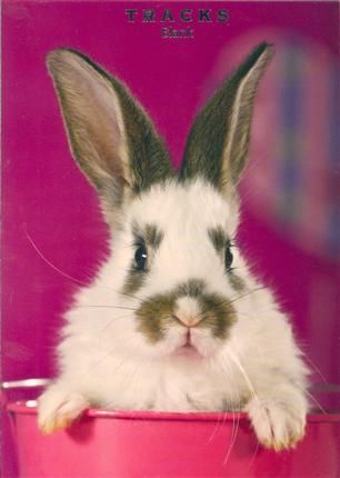 Tracks 12x17 Doble med konvolutt