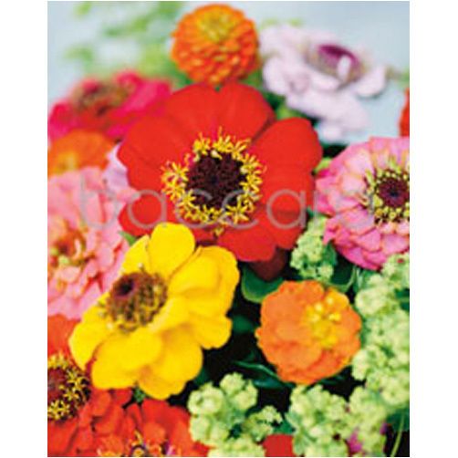 4059 mini Finn Schj�ll 20-pakk