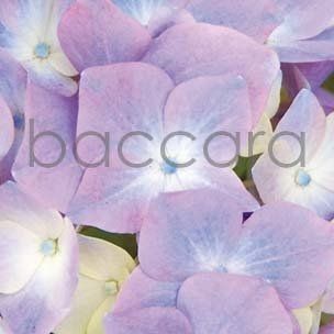 Flowers 4 you 12x12 cm