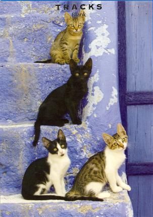 Tracks 12x17 Doble med konvolutt