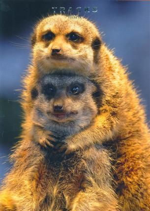 Tracks 12x17 Doble med konvolutt