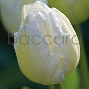 Flowers 4 you 12x12 cm