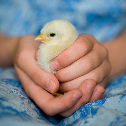 12x12 cm enkle kort 10-pakk