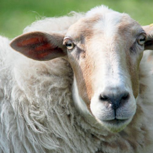 12x12 cm enkle kort 10-pakk