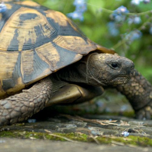 12x12 cm enkle kort 10-pakk