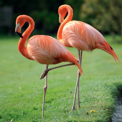 12x12 cm enkle kort 10-pakk