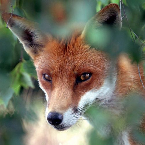 12x12 cm enkle kort 10-pakk