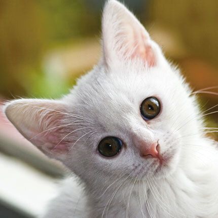 12x12 cm enkle kort 10-pakk