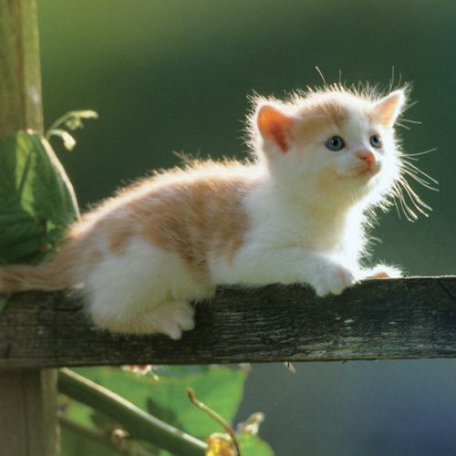 12x12 cm enkle kort 10-pakk