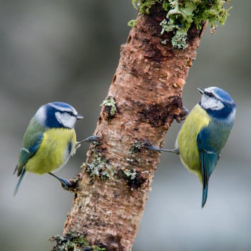 12x12 cm enkle kort 10-pakk