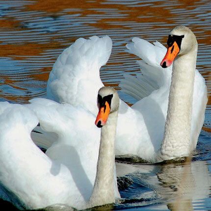 12x12 cm enkle kort 10-pakk