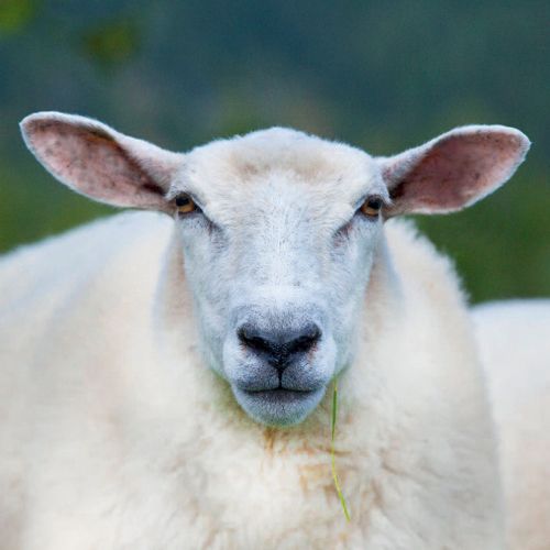 12x12 cm enkle kort 10-pakk