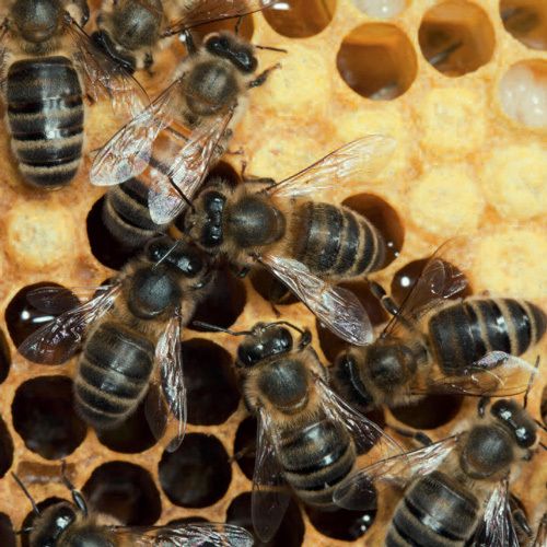 12x12 cm enkle kort 10-pakk