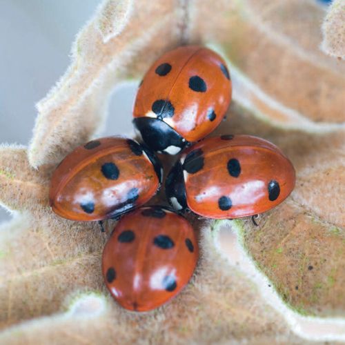 12x12 cm enkle kort 10-pakk