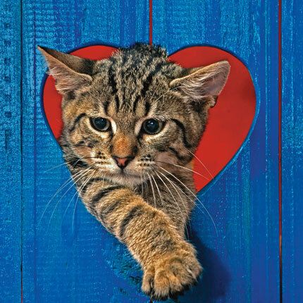 12x12 cm enkle kort 10-pakk