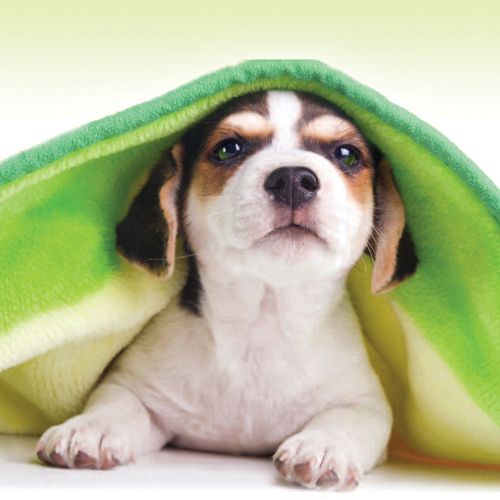 12x12 cm enkle kort 10-pakk