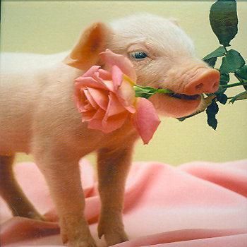 12x12 cm enkle kort 10-pakk