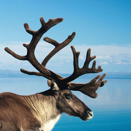 12x12 cm enkle kort 10-pakk