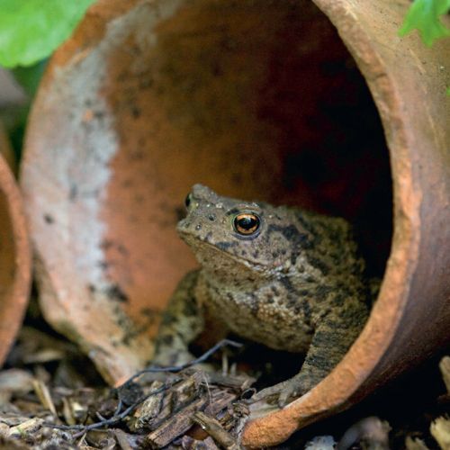 12x12 cm enkle kort 10-pakk