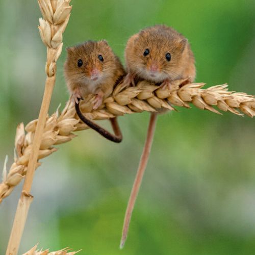 12x12 cm enkle kort 10-pakk