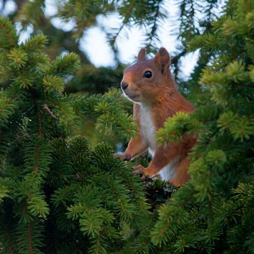 12x12 cm enkle kort 10-pakk