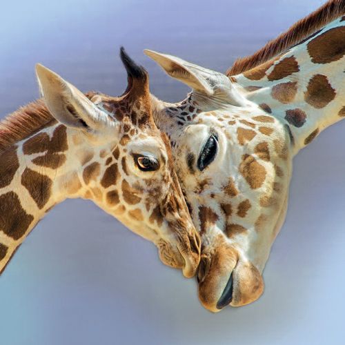 12x12 cm enkle kort 10-pakk