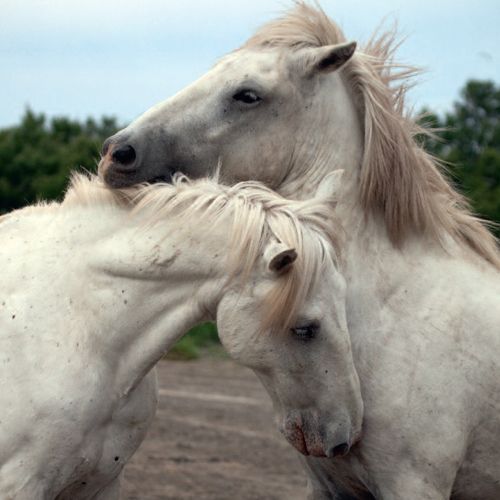 12x12 cm enkle kort 10-pakk