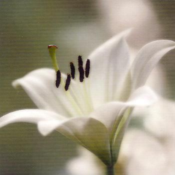 12x12 cm enkle kort 10-pakk