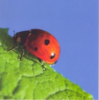 12x12 cm enkle kort 10-pakk