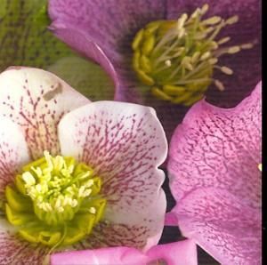 12x12 cm enkle kort 10-pakk