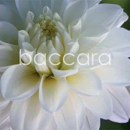 Flowers 4 You - doble 12x12cm