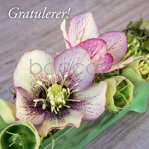 Flowers 4 you 12x12cm