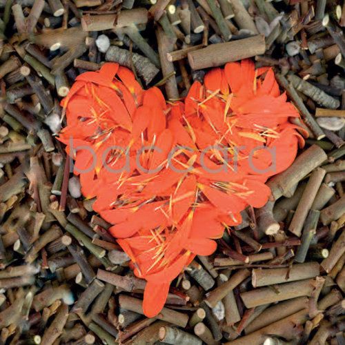 Flowers 4 you 12x12 cm