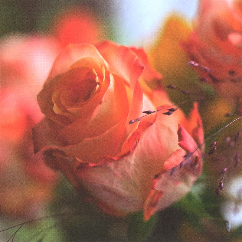 Flowers 4 you 12x12 cm