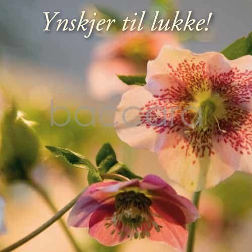 Flowers 4 You - doble 12x12cm nynorsk