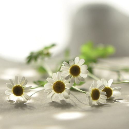 Flowers 4 You - doble 12x12cm