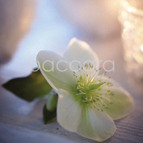 Flowers 4 you 12x12 cm