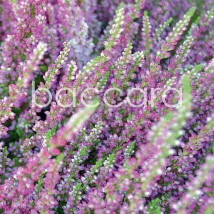 Flowers 4 you 12x12 cm