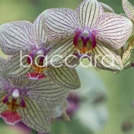 Flowers 4 you 12x12 cm